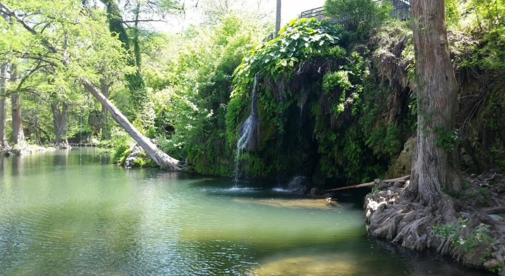 Krause Springs swimming area near Austin surrounded by trees